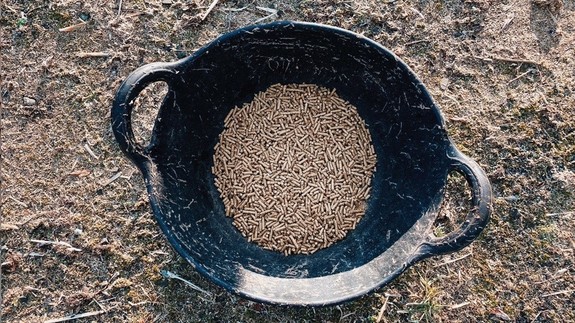 Donkey feed in bucket.