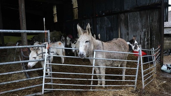 A group of donkeys living in bad conditions on day of rescue