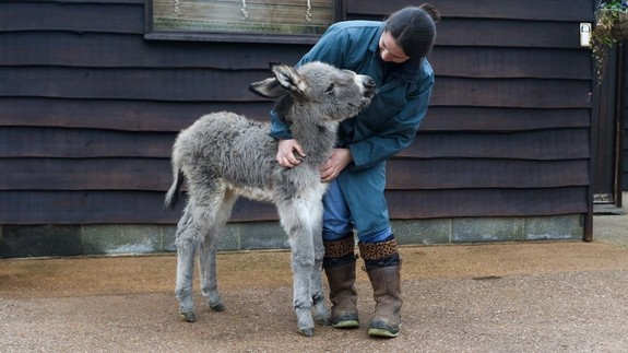 A women holding a grey donkey foal while the both look at eachother as they stand in a concrete paddock.