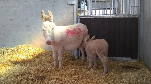 A miniature white donkey with her white foal suckling from her in stable with straw bedding.