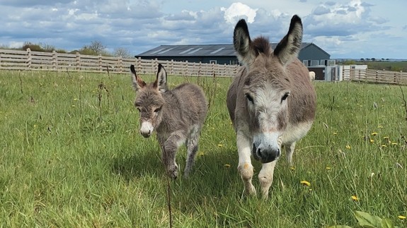 A grey donkey foal stood next to a larger grey donkey in a field