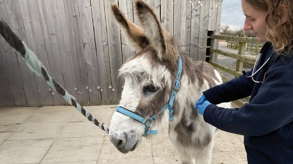 A white and brown skewbald donkey wearing a blue head harness while a women wearing blue gloves uses a needle to inject it.