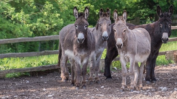 Samuel, Roger, Anthony and Nettle together in paddock