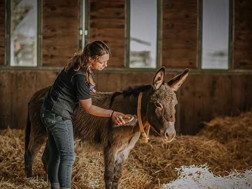 Donkey being groomed