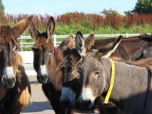 Poitou donkeys in Buffalo Barn