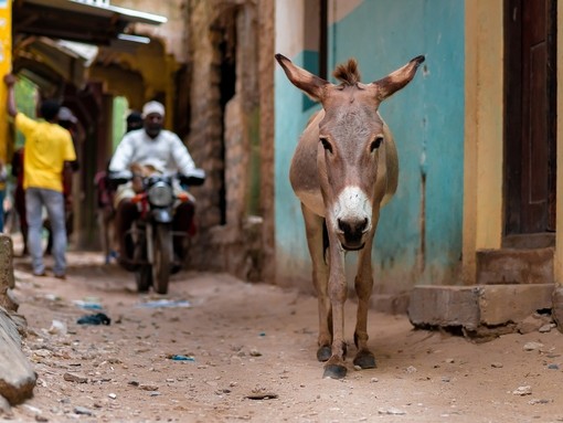 A Kenyan street donkey on a dirt path in an alley in front of a blue wall