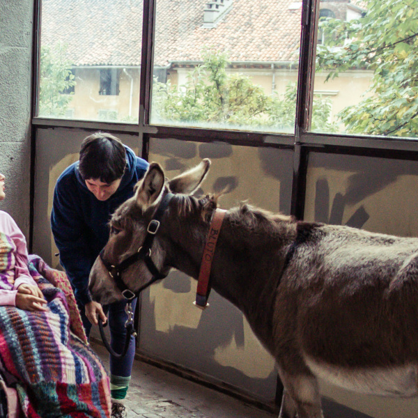 Donkey-assisted therapy with Bluto