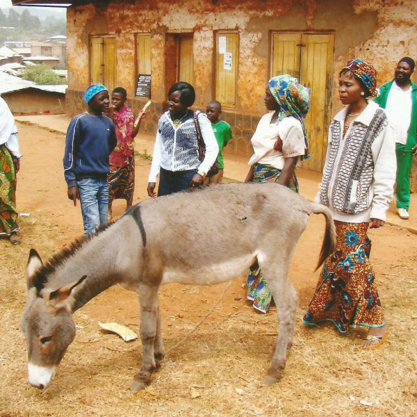 Donkey owners in Cameroon