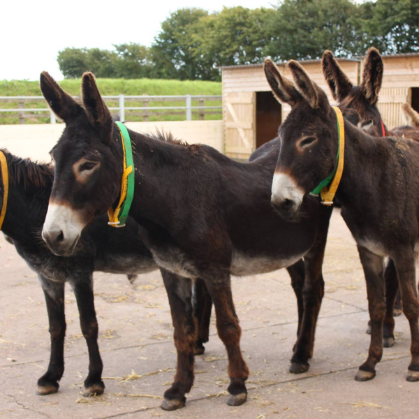 Donkeys wearing collars