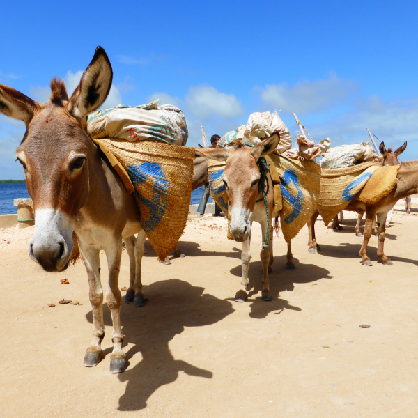 Donkeys working in Kenya