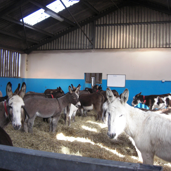 Donkeys at Trow Farm