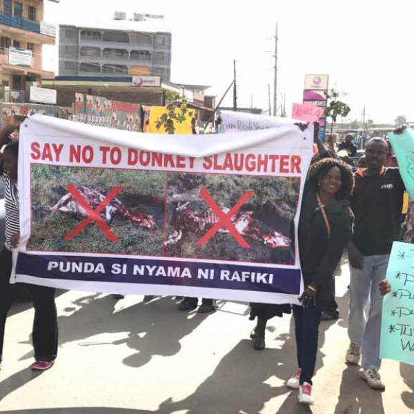 Say no to donkey slaughter, Kenya