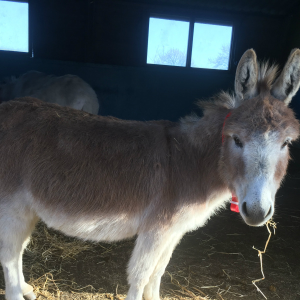 William the outreach donkey