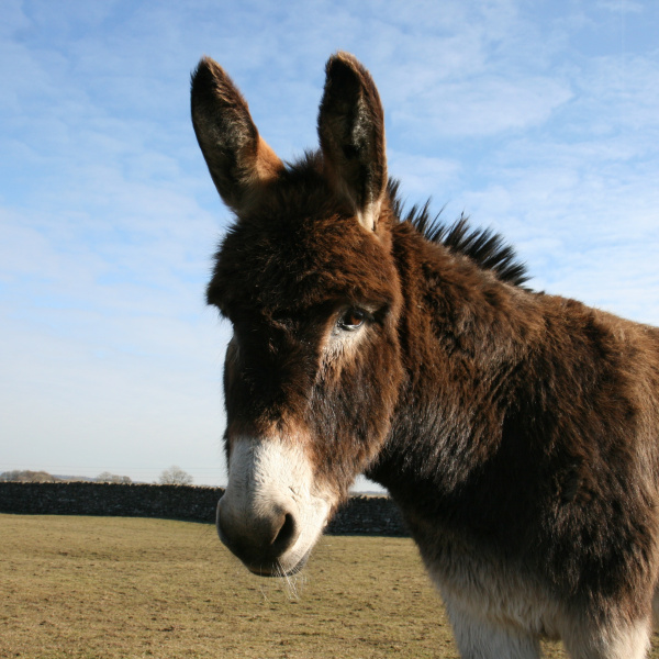 Resident donkey at Buxton