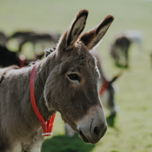 Alert donkey with ears forward