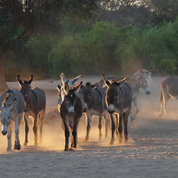 Donkey roundup before sundown, Brandberg, Namibia. © Knotig. All rights reserved. 