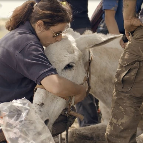 Compassion for El Rocio exchausted mule