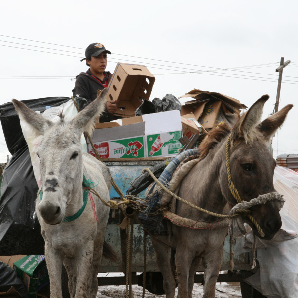 Donkeys working in a rubbish dump, Mexico