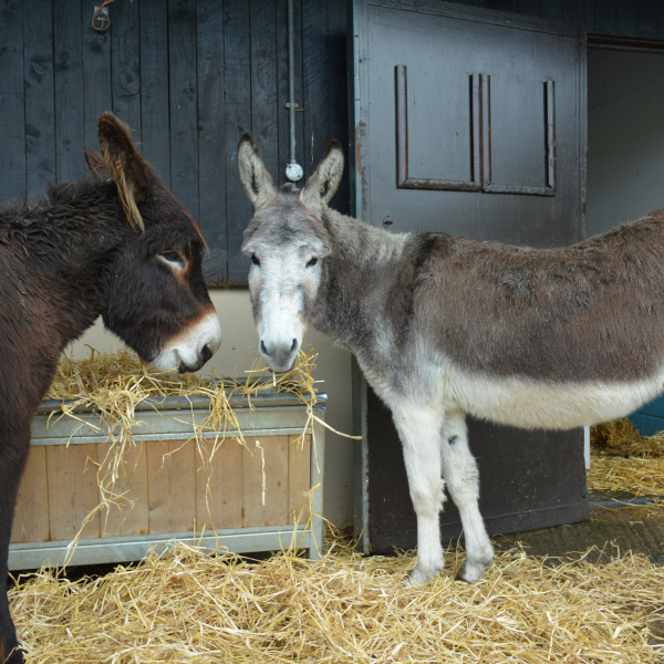 What to feed your donkeys