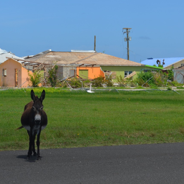 Donkeys on runway on Barbuda island