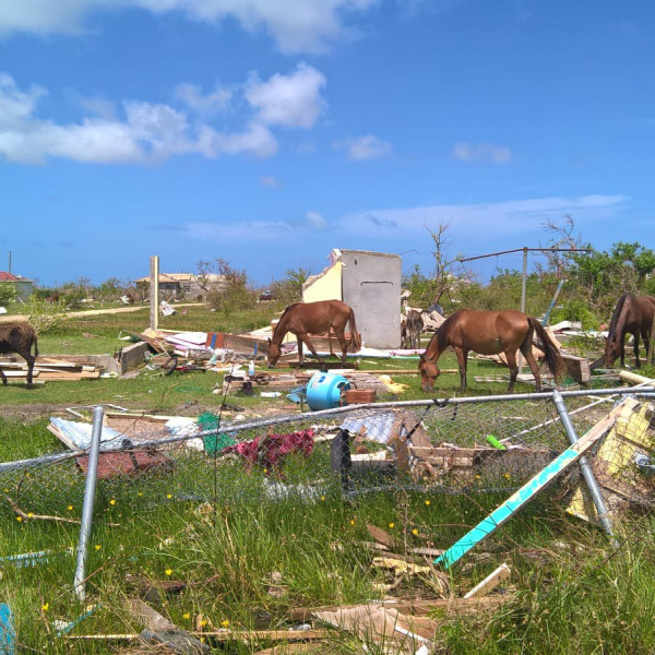 Feral donkeys on island of Barbuda