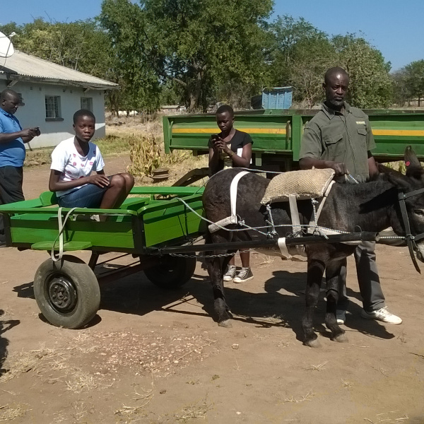 Well-balanced "Scotch" cart, Zimbabwe