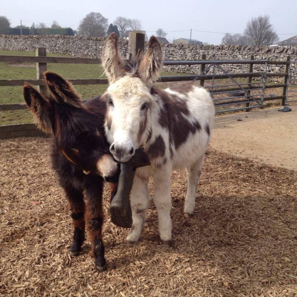 Donkey enrichment - playing with a welly boot