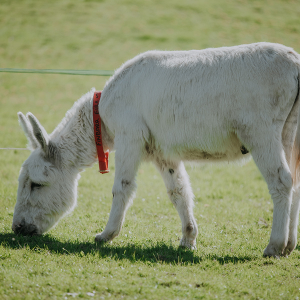 White coloured donkey
