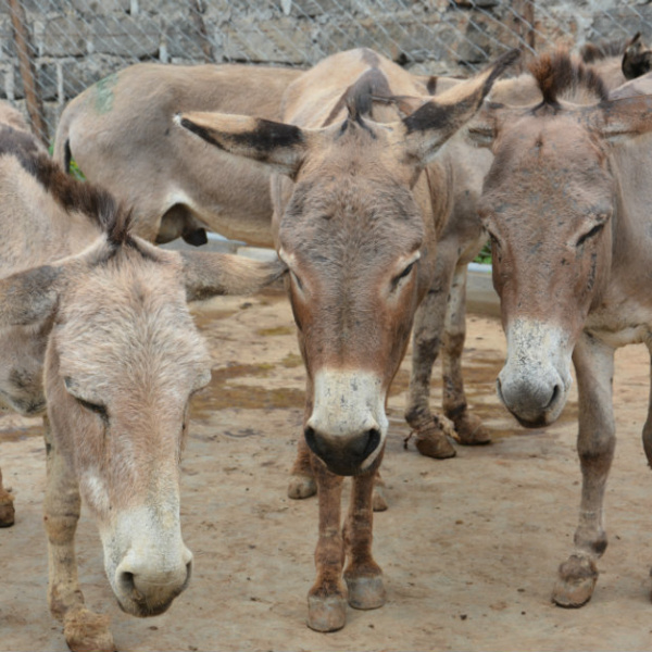 Donkeys in Keyna