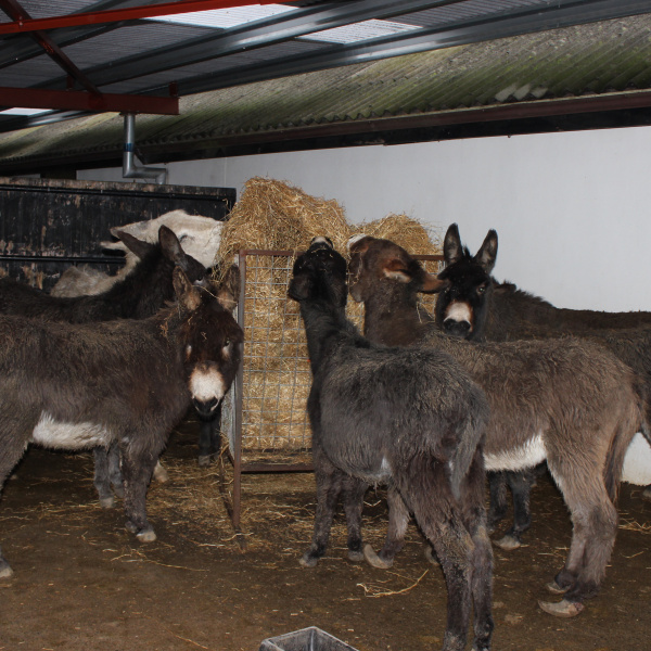 Donkeys rescued from County Mayo, Ireland