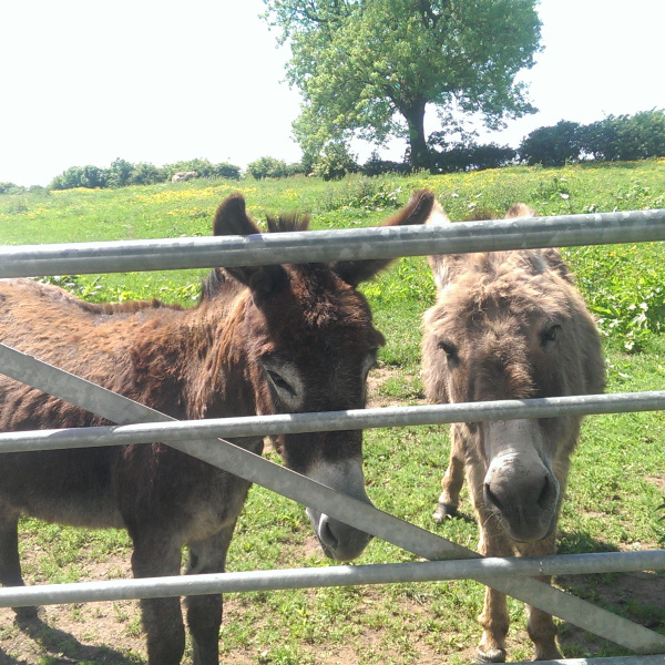 Donkeys Sue and Rita