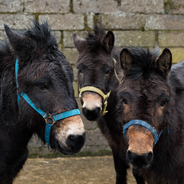 Three Scottish mules get the treatment they needed