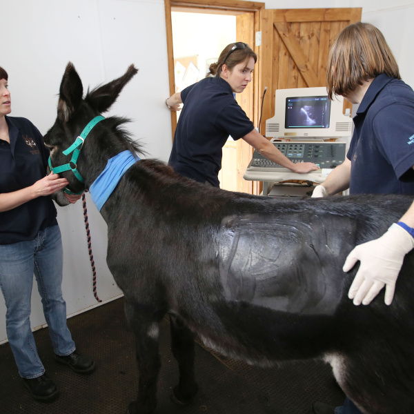 Georgie is scanned by the veterinary team