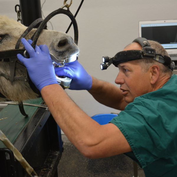 Dentistry inspection at The Donkey Sanctuary hospital
