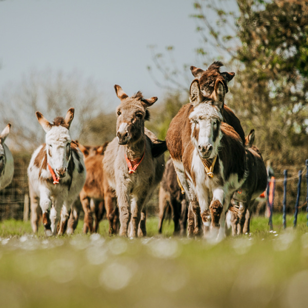 Group of donkeys running