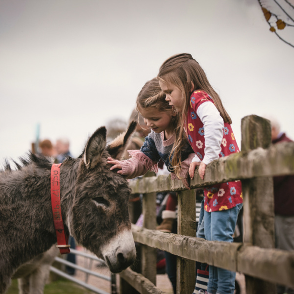 Visiting donkeys in Sidmouth