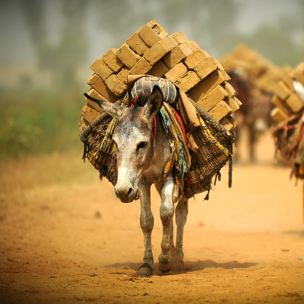 Donkeys working in an Indian brick kiln