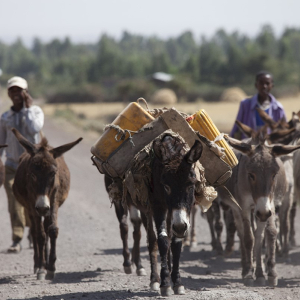 Donkeys carrying water