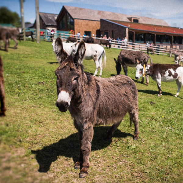 Group visit meets donkeys at Slade House Farm