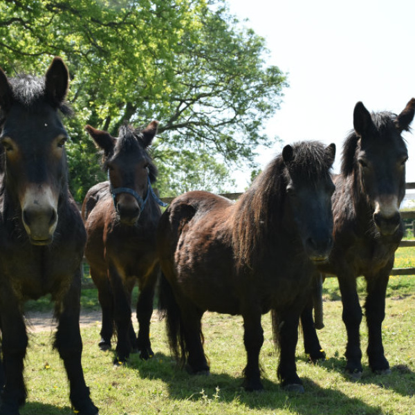 Rescued Scottish mules