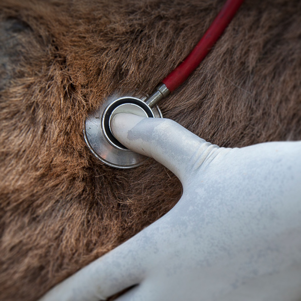 Donkey being checked with a stethoscope