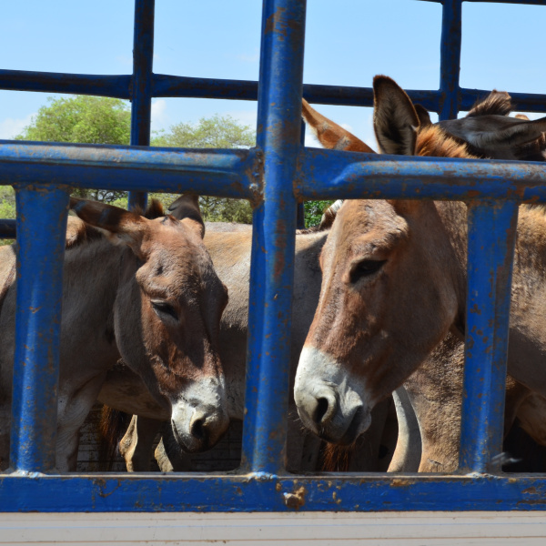 Donkeys waiting to go to abattoir