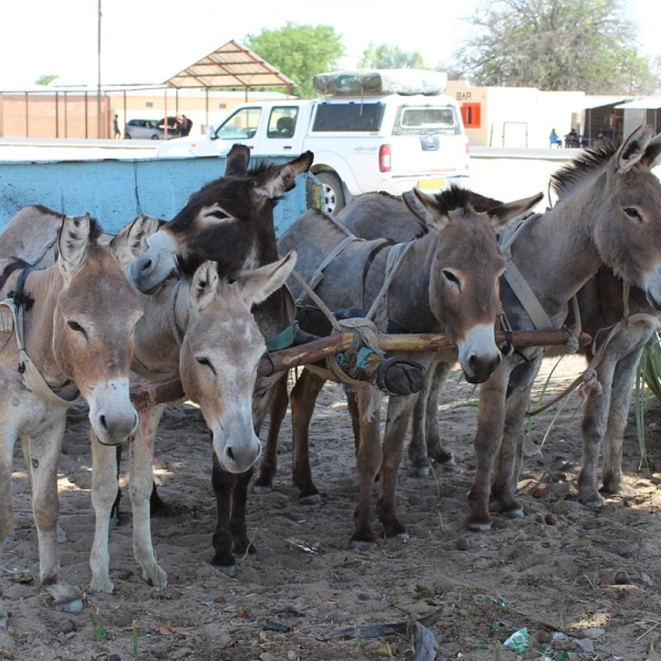 Tethered donkeys in shade with cart