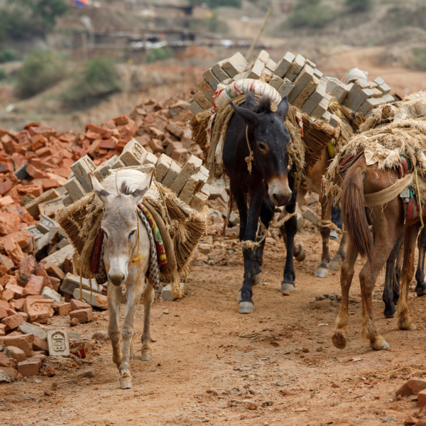 Transporting bricks in Nepal