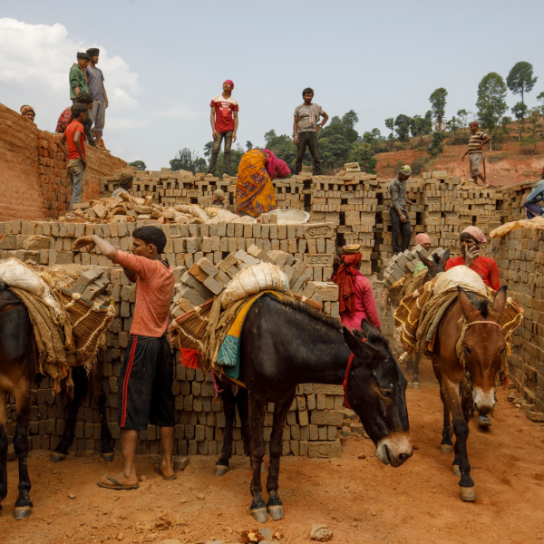 Working mules in Nepal
