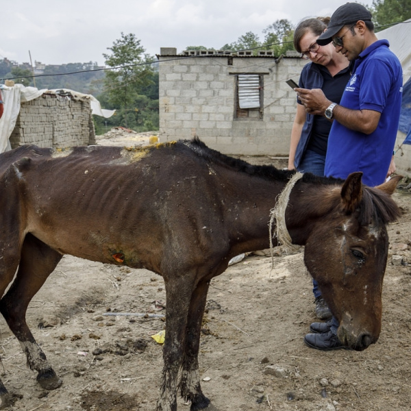 The Donkey Sanctuary staff member uses EARS in Nepal