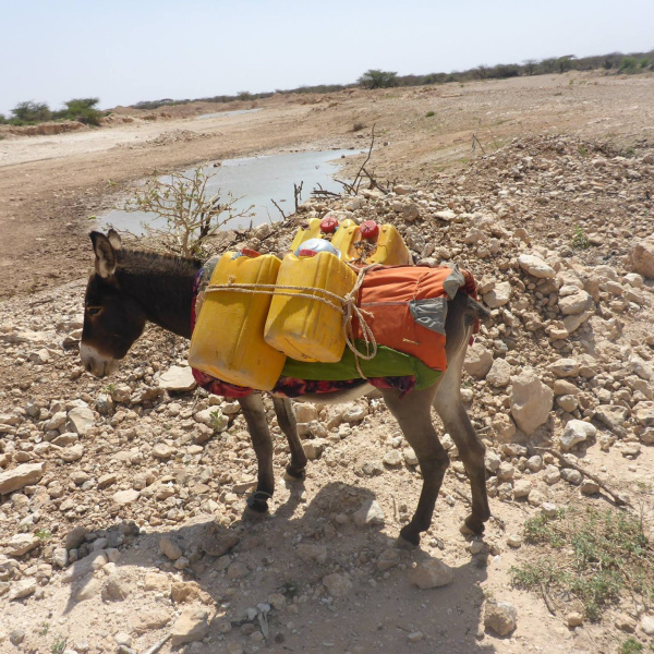 Donkey loaded with jerry cans in Somaliland