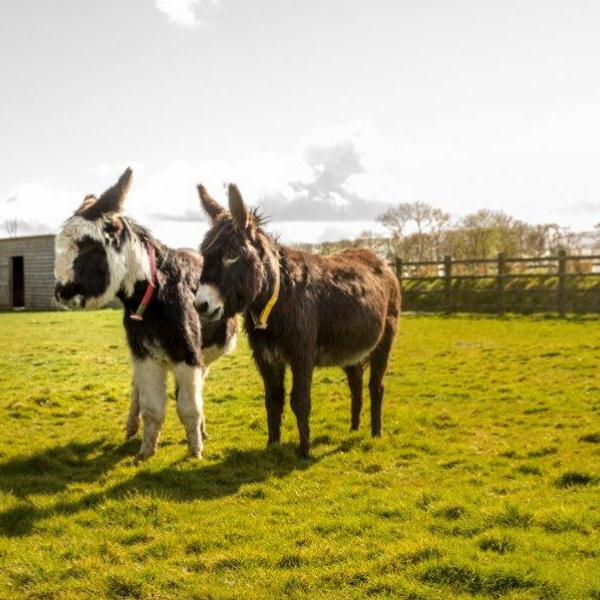 Donkeys Will and Coco in a field