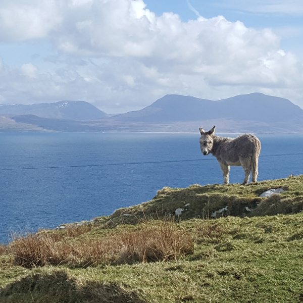 Lone donkey living on Inishturk in Ireland