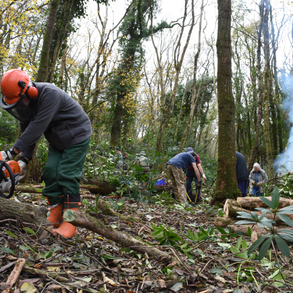 Organised conservation group working in Paccombe woods
